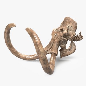 3D Mammoth Skull Old Bones