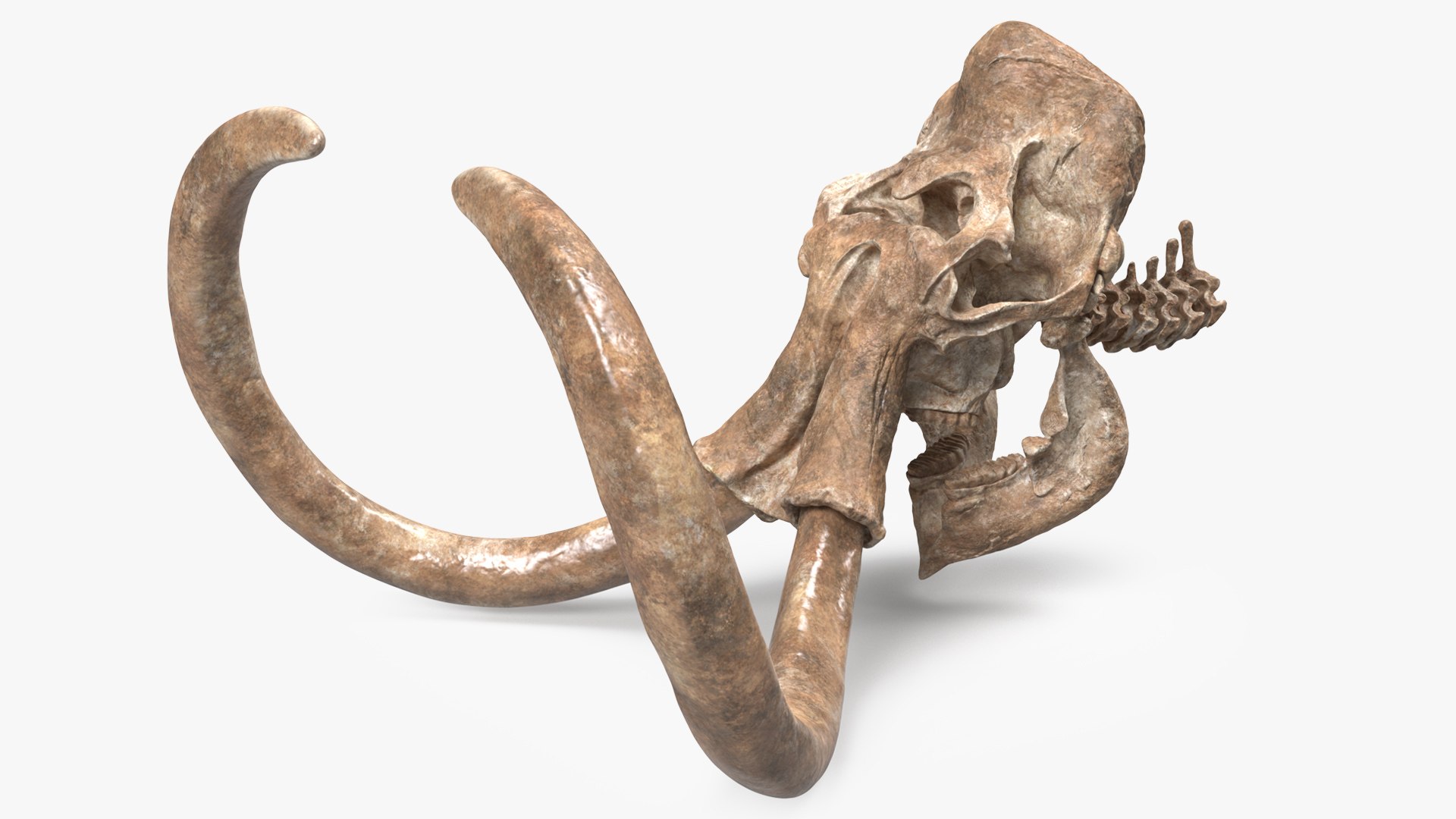 Mammoth Skull Old Bones 3D model preview