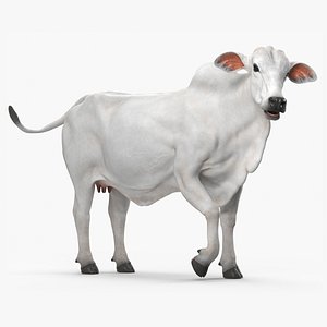 Ongole Cattle Female Rigged