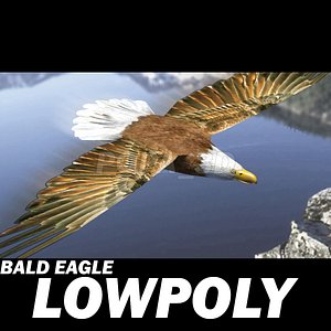 Bald eagle