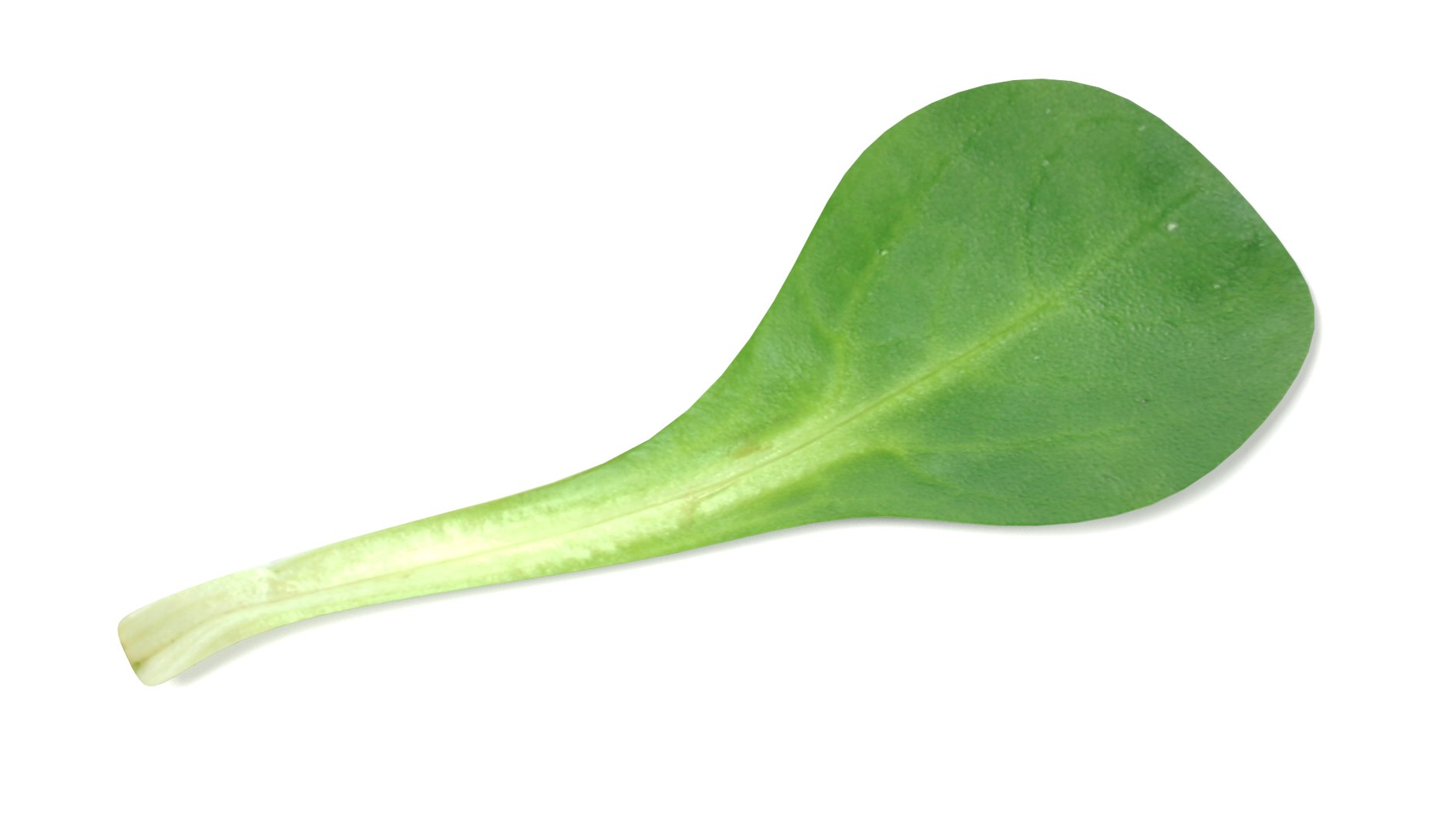 3ds vegetables board https://p.turbosquid.com/ts-thumb/GP/543xK9/Qu7e8D7L/lettuce2a/png/1490726574/1920x1080/fit_q87/9aa1e4629add914a9907dbe96adc01a35a8b9d4b/lettuce2a.jpg