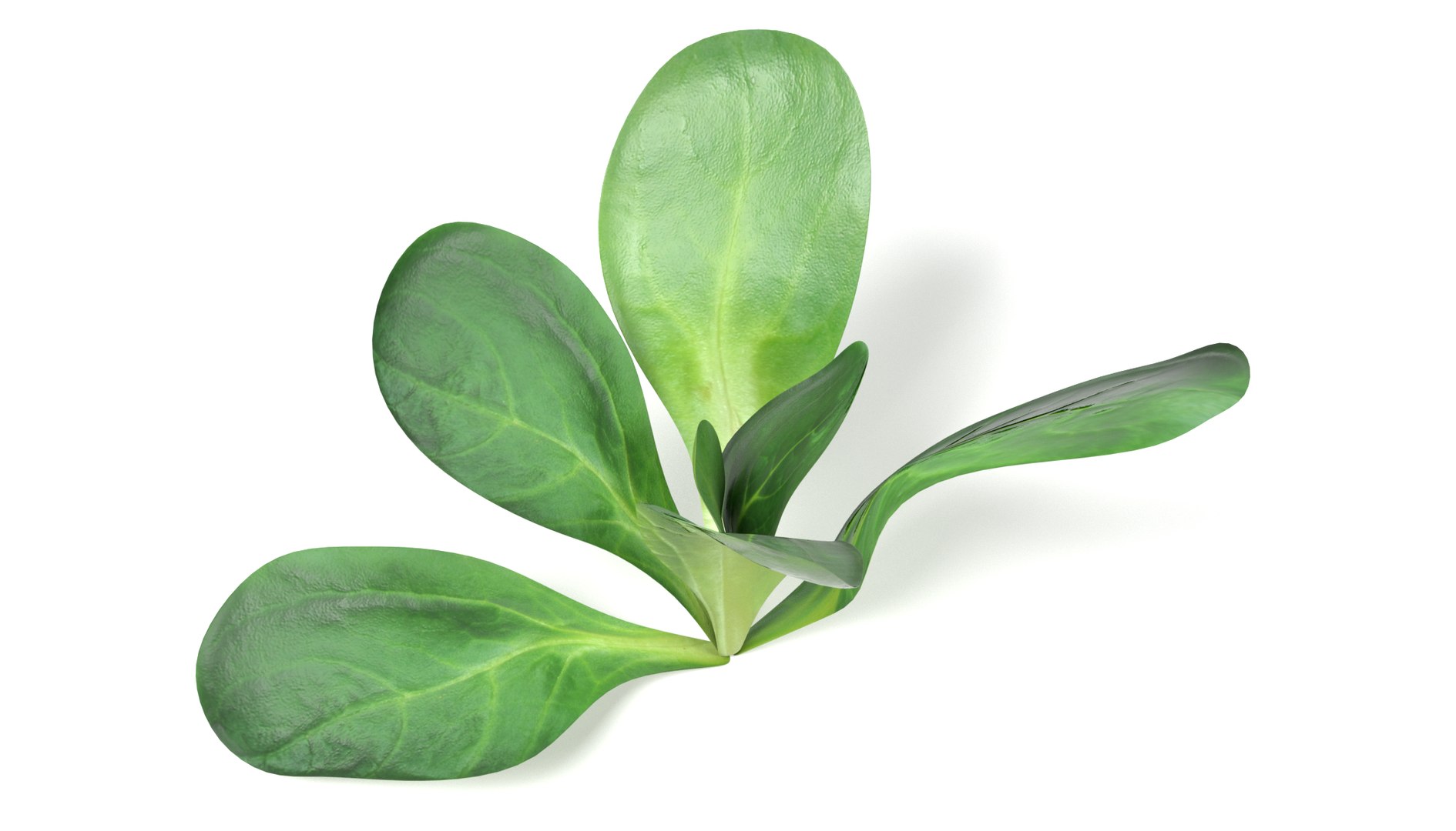 3ds vegetables board https://p.turbosquid.com/ts-thumb/GP/543xK9/a6wllQHy/lettuce3a/png/1490726574/1920x1080/fit_q87/75f730cb97c3d00bd55f835217128030c5010642/lettuce3a.jpg