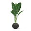 Vegetales a bordo