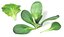 Vegetales a bordo
