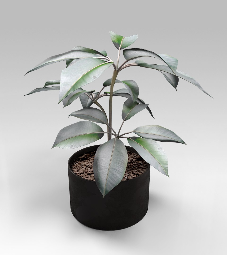 Pipal Plant 3d Model