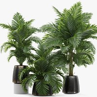 Plants collection 905