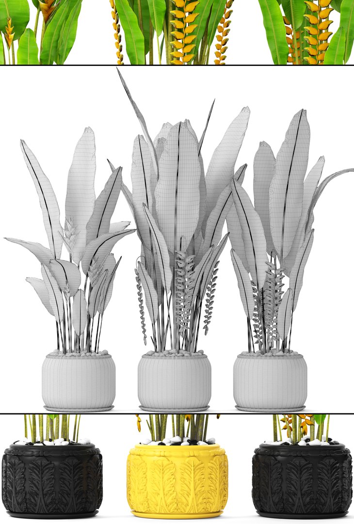 3D heliconia psittacorum rostrata model https://p.turbosquid.com/ts-thumb/GP/KdCj3c/0BtZAqBH/palmsbunanay08/jpg/1492619673/1920x1080/fit_q87/0b63a6871a48f9c8401efbb14e571116521e5eaa/palmsbunanay08.jpg