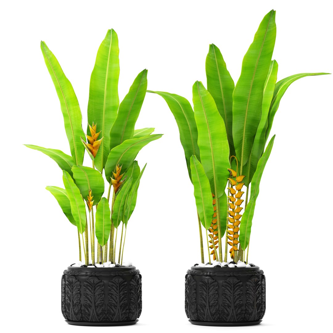 3D heliconia psittacorum rostrata model https://p.turbosquid.com/ts-thumb/GP/KdCj3c/CBvlo7Sf/palmsbunanay03/jpg/1492619673/1920x1080/fit_q87/2ba1b6dc067cfc7588a73fc5982ec5e5c20f97bf/palmsbunanay03.jpg