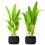 Heliconia