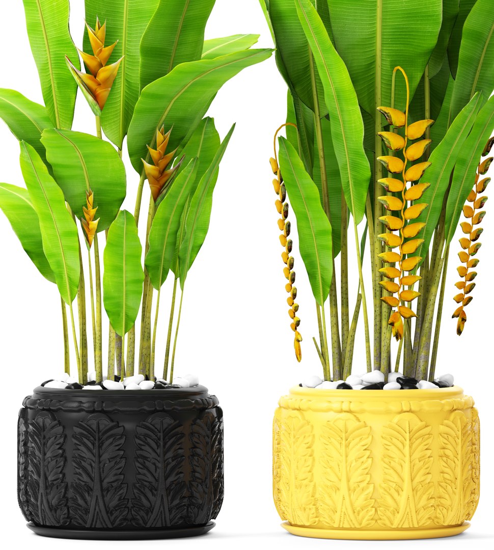 3D heliconia psittacorum rostrata model https://p.turbosquid.com/ts-thumb/GP/KdCj3c/Ilindngw/palmsbunanay04/jpg/1492619673/1920x1080/fit_q87/6d1dff159ca7d54fdb8ae6f0e10ba04d18d29291/palmsbunanay04.jpg