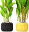 Heliconia