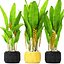 Heliconia