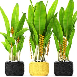 Heliconia