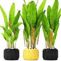 Heliconia