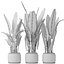 Heliconia