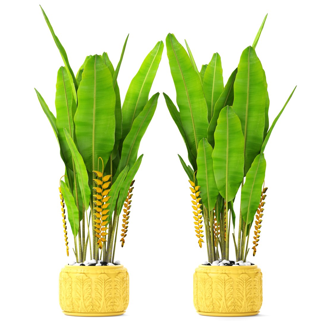 3D heliconia psittacorum rostrata model https://p.turbosquid.com/ts-thumb/GP/KdCj3c/VTFyjhVc/palmsbunanay02/jpg/1492619673/1920x1080/fit_q87/8e9310b46fb16948bd847f7ea5bfafad5ed4543c/palmsbunanay02.jpg