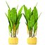 Heliconia