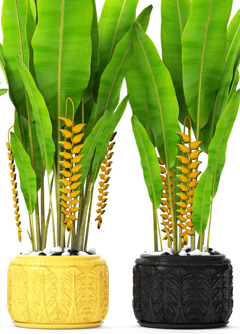 3D heliconia psittacorum rostrata model https://p.turbosquid.com/ts-thumb/GP/KdCj3c/YIbmU1u8/palmsbunanay05/jpg/1492619673/1920x1080/fit_q87/4bfc3df183565883c529f7c145b613622bbf9207/palmsbunanay05.jpg