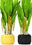 Heliconia