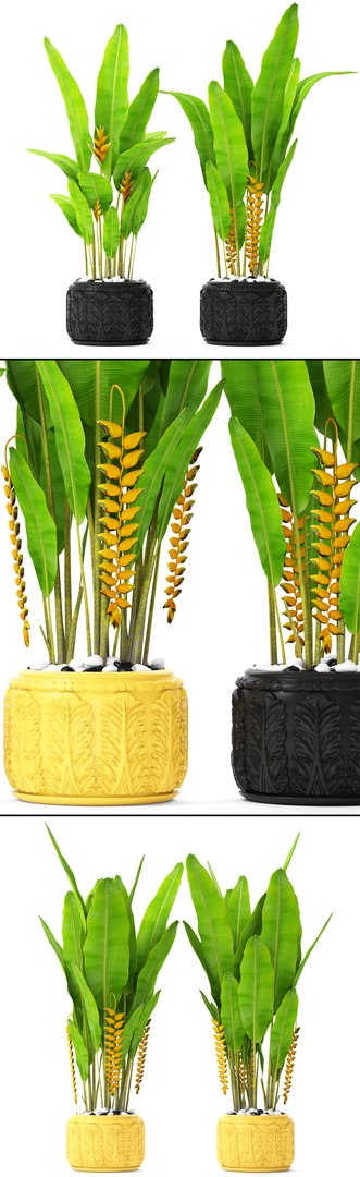 3D heliconia psittacorum rostrata model https://p.turbosquid.com/ts-thumb/GP/KdCj3c/iDs1FQd2/palmsbunanay01/jpg/1492619673/1920x1080/fit_q87/53fa7f3075e7f13460983025fe2c9ff5a010289e/palmsbunanay01.jpg