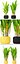 Heliconia