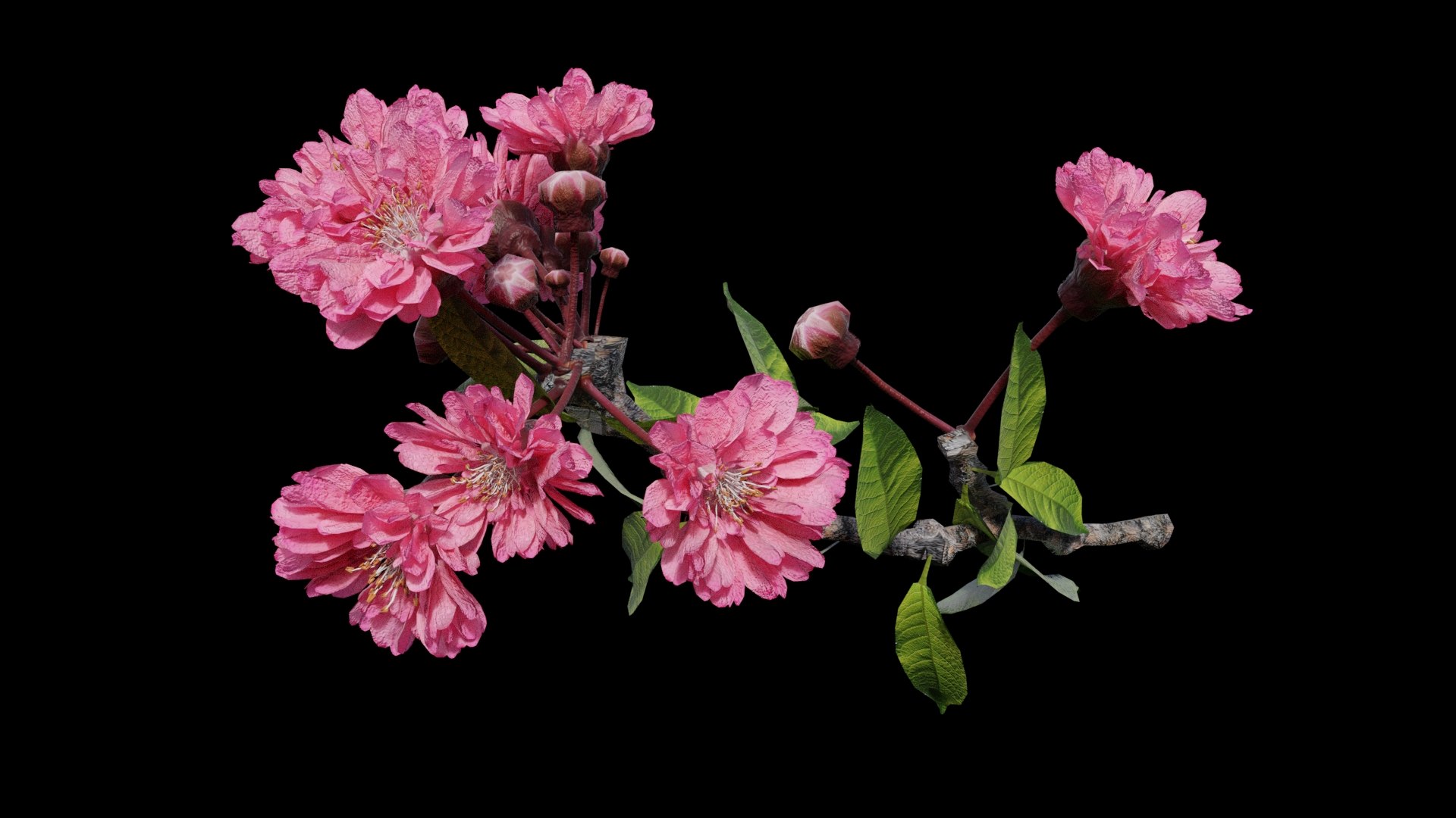 3D tree branch japanese cherry blossom model https://p.turbosquid.com/ts-thumb/GP/PAILq9/AvRr1Yq9/jcb_render1/jpg/1496964732/1920x1080/fit_q87/0e6185145b61f55088313bd5fff8eabbcd1a438c/jcb_render1.jpg