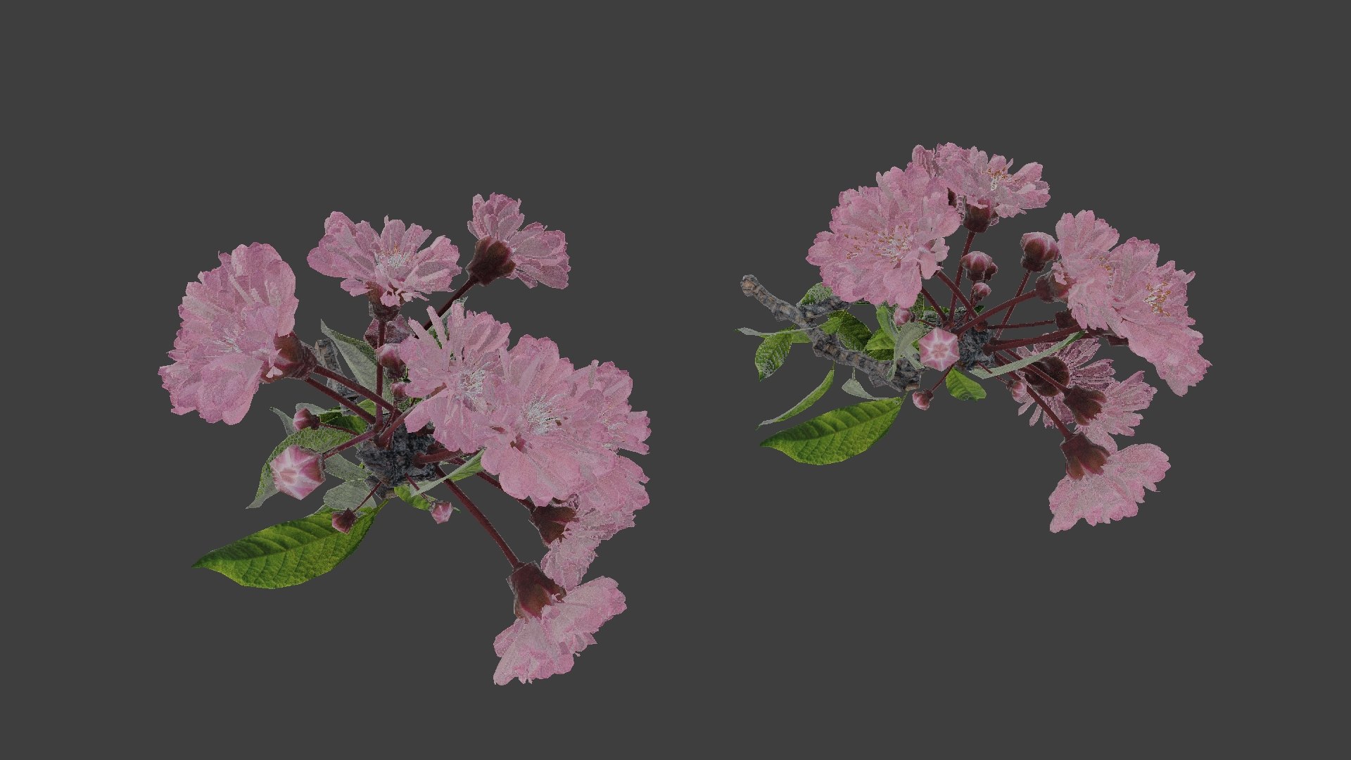 3D tree branch japanese cherry blossom model https://p.turbosquid.com/ts-thumb/GP/PAILq9/SBwVao2X/jcb_gl1/jpg/1496964744/1920x1080/fit_q87/d3dbff94f1063f273be4485a2d492ada468610a8/jcb_gl1.jpg