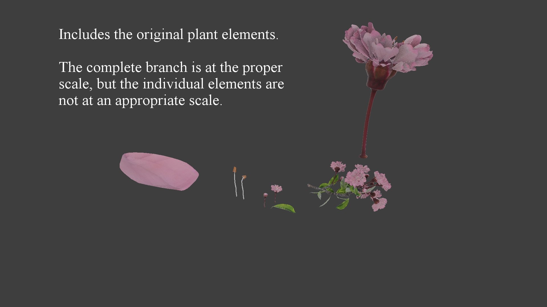 3D tree branch japanese cherry blossom model https://p.turbosquid.com/ts-thumb/GP/PAILq9/W8Pa0zvo/jcb_gl4/jpg/1496964744/1920x1080/fit_q87/ca3cb30b6bde2e3c30eb076985a6cb6eae543853/jcb_gl4.jpg