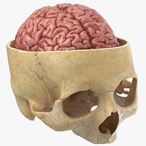 Real Human Skull Cranial 02 Cut With Brain Inside
