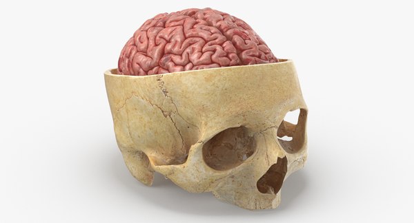 Revell 　レベル　human skull 人間の頭蓋骨模型キット 未組立 Revell レベル human skull 人間の頭蓋骨模型キット 未組立