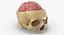 human skull cranial 02 3D