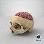 human skull cranial 02 3D