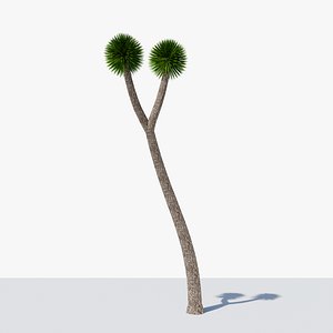 Joshua Tree or Yucca Palm v1 3D model