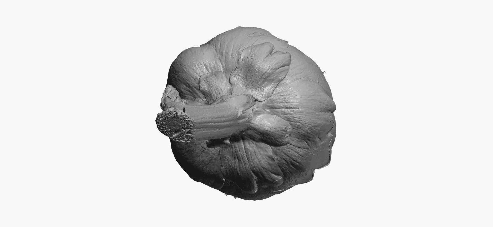 3D artichoke 01 raw scan https://p.turbosquid.com/ts-thumb/GP/TAAvpY/QmLp2mUD/artichoke_01_thumbnail_11/jpg/1598540067/1920x1080/fit_q87/46125d20b381828b331a9e28e7eb393d824ea468/artichoke_01_thumbnail_11.jpg