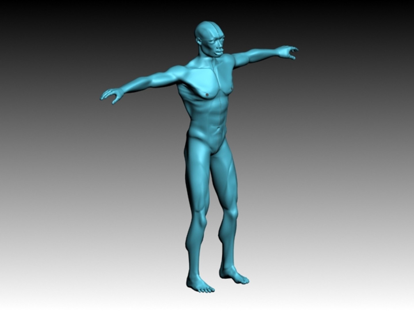 3d male body model