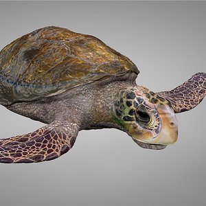 3D model sea turtle brown white