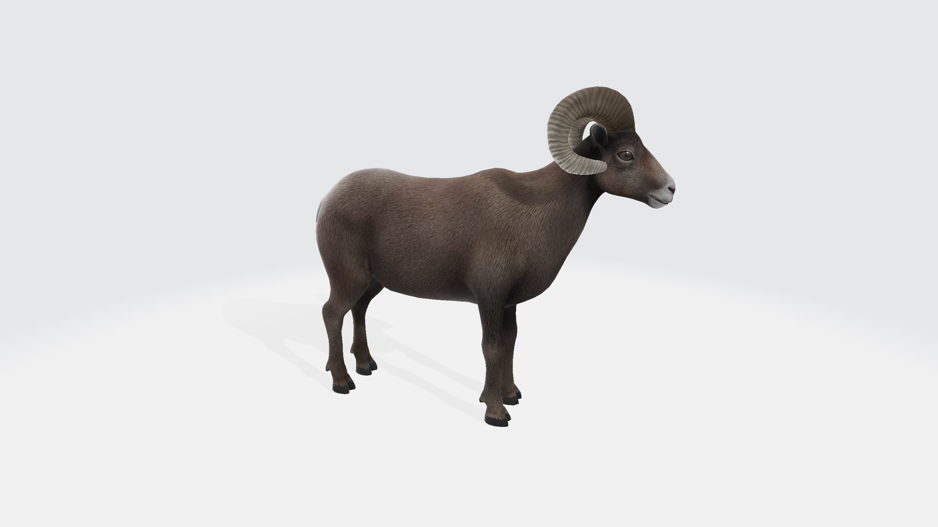 Ram model https://p.turbosquid.com/ts-thumb/GP/zZ2bVB/n3/ram0012/png/1730839372/1920x1080/fit_q87/140351bcd0a76558cbc229e72e879eb75bc5a8c7/ram0012.jpg