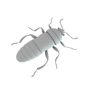 Chinch bug