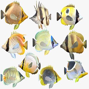 Butterflyfish Collection 4