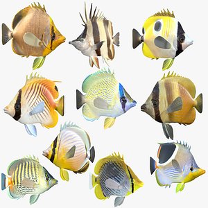 Butterflyfish Collection 4