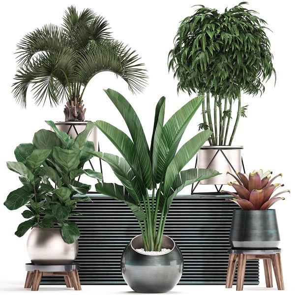 3D model exotic plants potted - TurboSquid 1525822