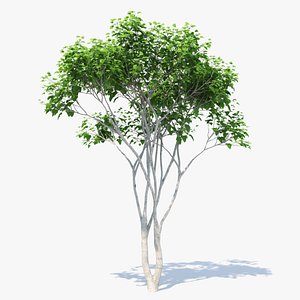 3D silk orange tree 01 model