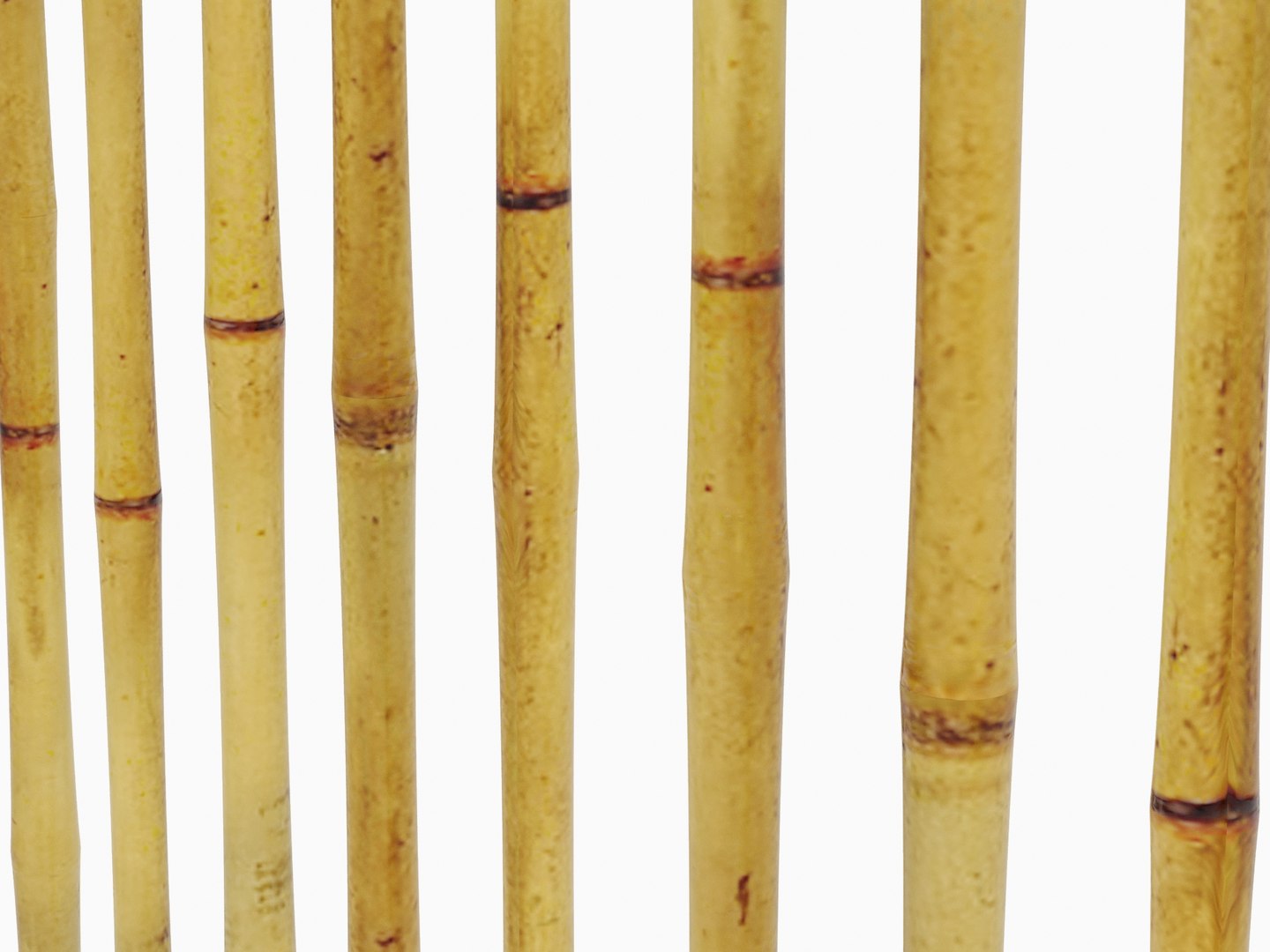 3d Model Bamboo Bambo