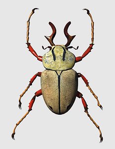 golaithscarab