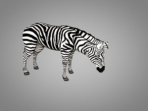 3D model zebra