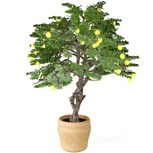 lemon tree 3d max