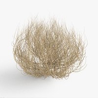 Desert Tumbleweed