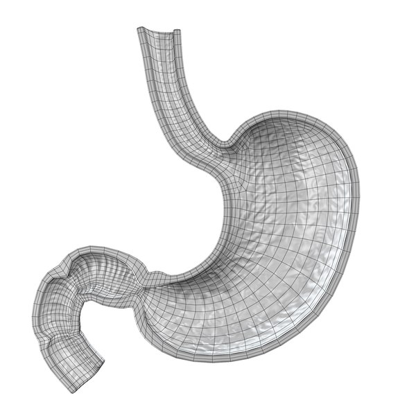 3d stomach anatomy