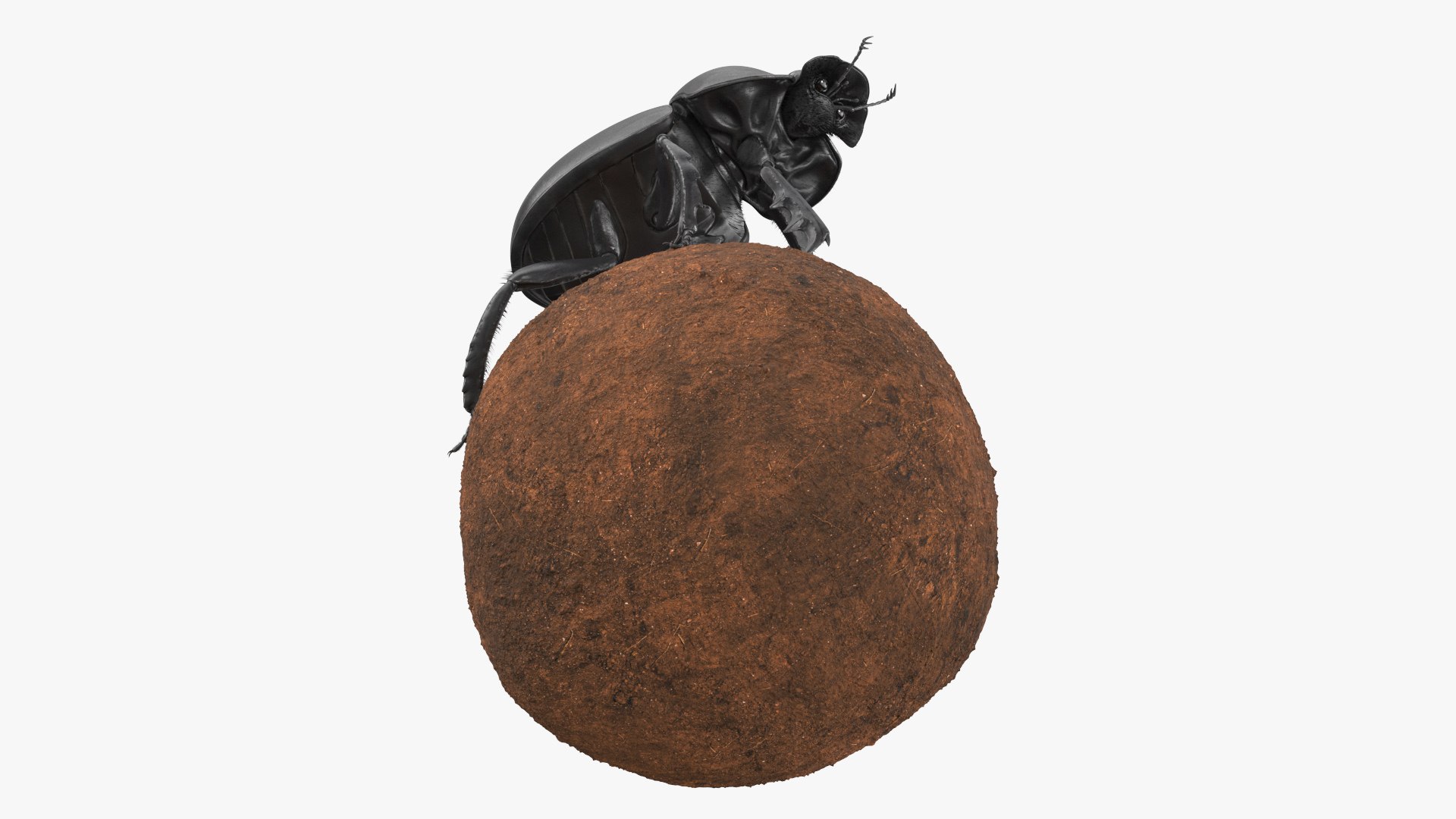 3D Soil Beetle on Sphere Fur https://p.turbosquid.com/ts-thumb/GR/5iqHmw/6i/soilbeetleonspherefurvray3dmodel009/jpg/1729173391/1920x1080/fit_q87/25cc3203984ba92b261b29d39ac61b584b3bf5da/soilbeetleonspherefurvray3dmodel009.jpg