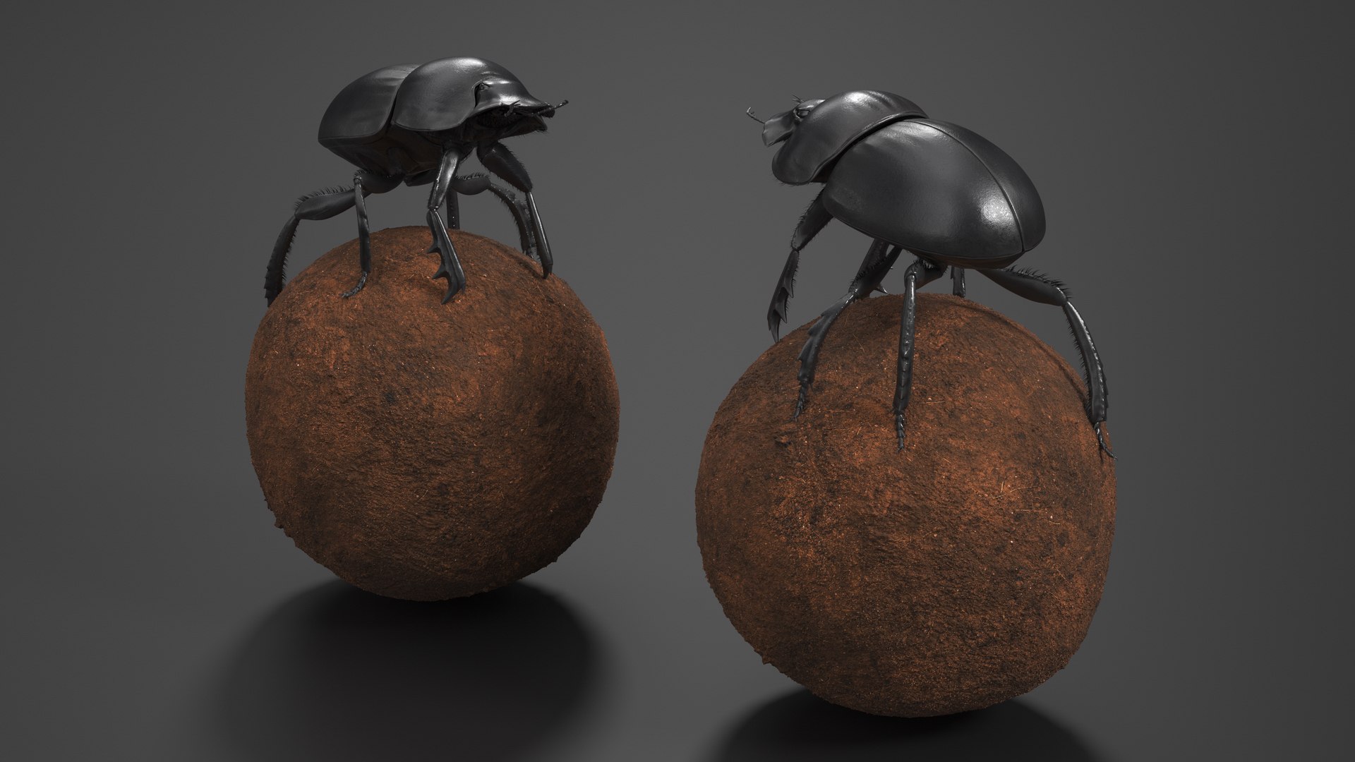 3D Soil Beetle on Sphere Fur https://p.turbosquid.com/ts-thumb/GR/5iqHmw/EN/soilbeetleonspherefurvray3dmodel005/jpg/1729173358/1920x1080/fit_q87/cba13fb78bec49f08aff4810bf1bbb8e05406aac/soilbeetleonspherefurvray3dmodel005.jpg